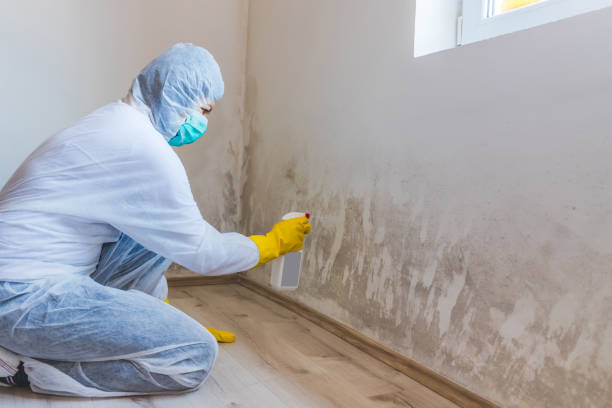 Professional mold removal team in Central Lake