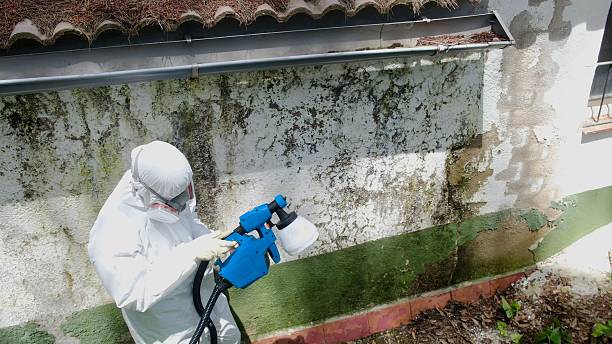 Mold Remediation service in Central Lake, Central Lake, MI